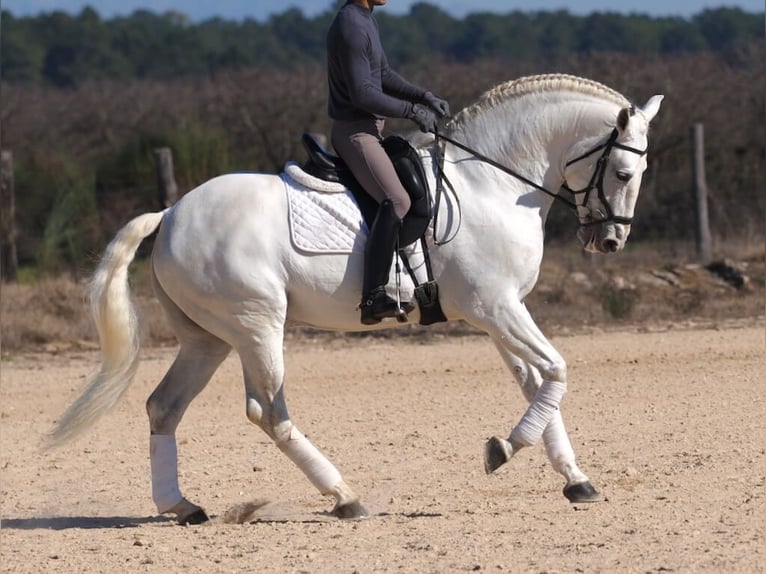 Lusitanien Étalon 10 Ans 165 cm Gris in Navas Del Madroño