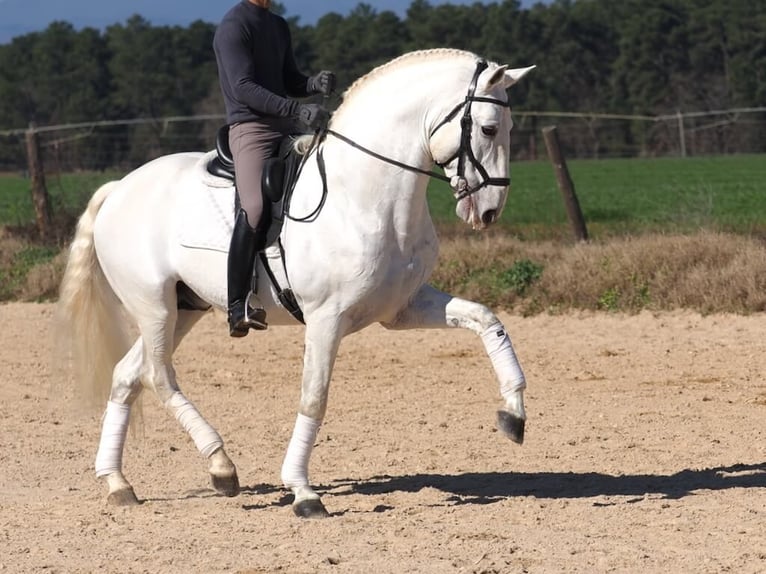 Lusitanien Étalon 10 Ans 165 cm Gris in Navas Del Madroño