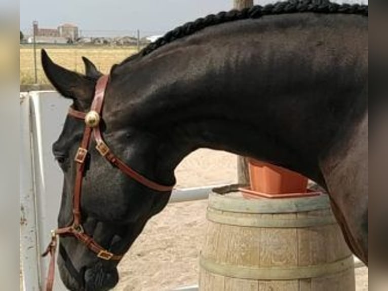 Lusitanien Croisé Étalon 10 Ans 165 cm Noir in Gijon