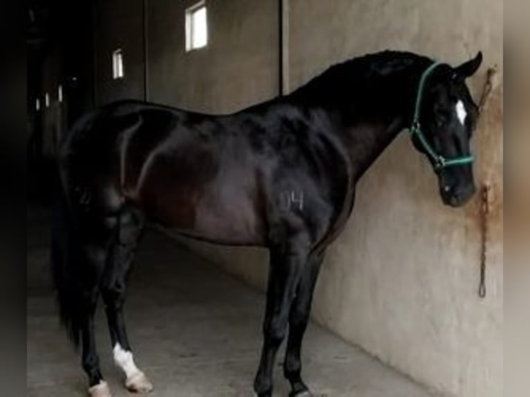 Lusitanien Croisé Étalon 10 Ans 165 cm Noir in Gijon