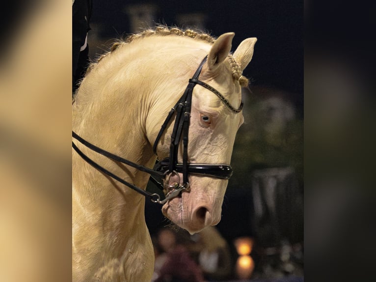 Lusitanien Étalon 10 Ans 168 cm Cremello in Trofa