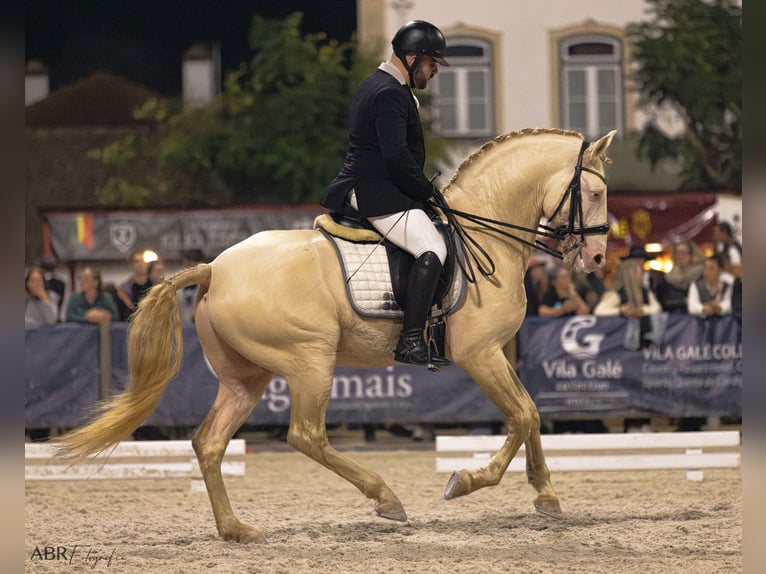 Lusitanien Étalon 10 Ans 168 cm Cremello in Trofa