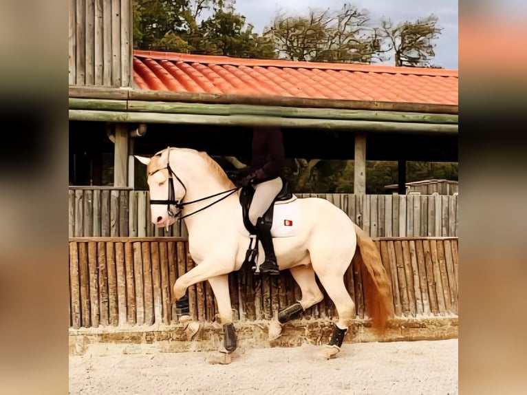 Lusitanien Étalon 10 Ans 168 cm Cremello in Trofa