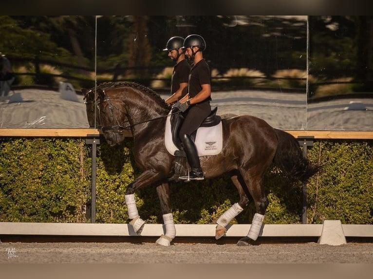 Lusitanien Croisé Étalon 10 Ans 168 cm Noir in Lisbon