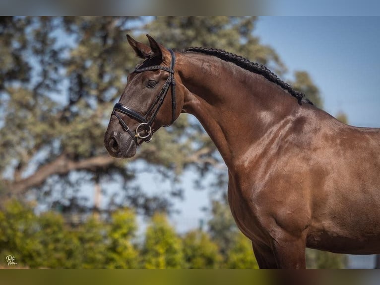 Lusitanien Croisé Étalon 10 Ans 168 cm Noir in Lisbon