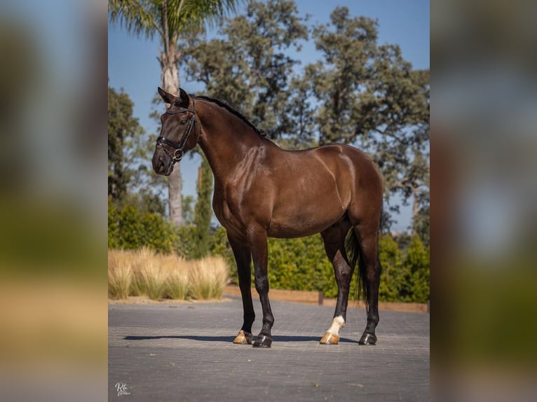 Lusitanien Croisé Étalon 10 Ans 168 cm Noir in Lisbon