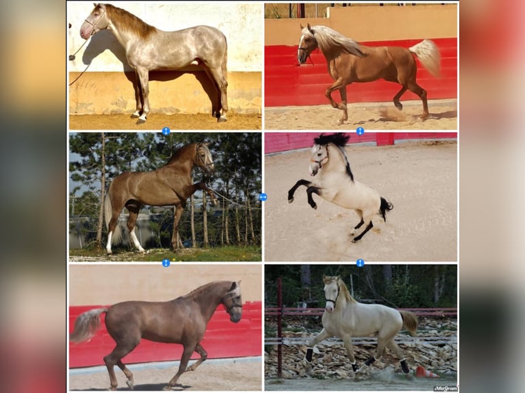 Lusitanien Croisé Étalon 10 Ans 168 cm Palomino in HEUVELLAND