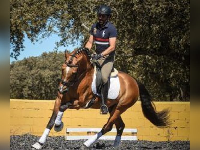 Lusitanien Croisé Étalon 11 Ans 163 cm Tovero-toutes couleurs in PORTUGAL