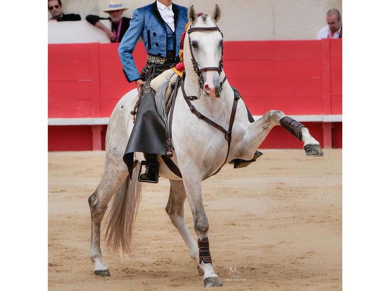 Lusitanien Étalon 11 Ans 164 cm Gris in NAVAS DEL MADRONO