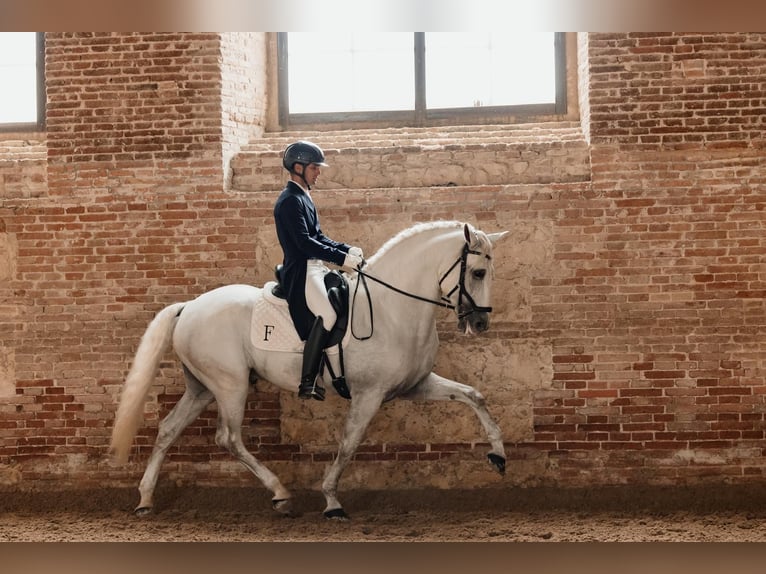 Lusitanien Étalon 11 Ans 166 cm Gris in Casatejada