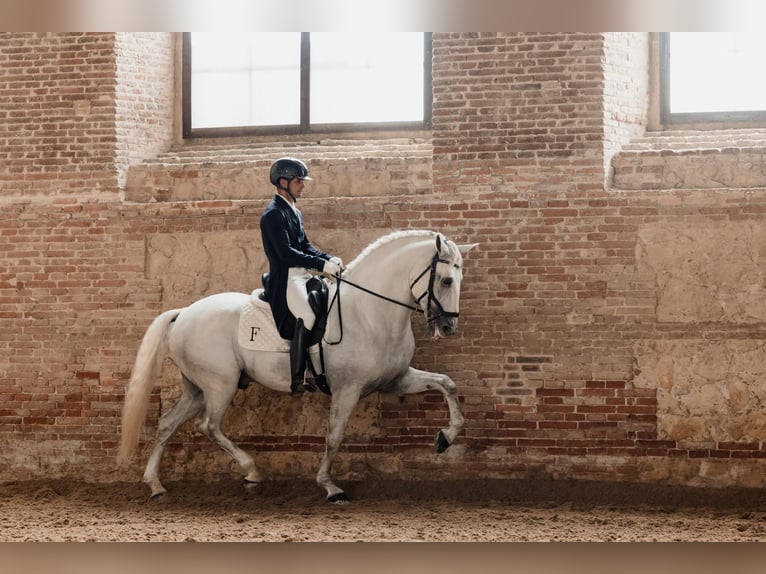 Lusitanien Étalon 11 Ans 166 cm Gris in Casatejada