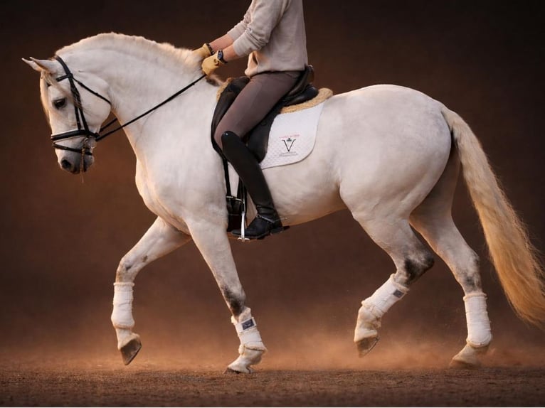 Lusitanien Étalon 11 Ans 167 cm Gris in Navas Del Madroño