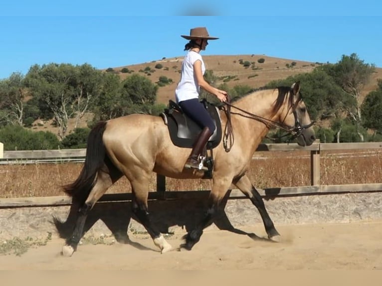 Lusitanien Étalon 11 Ans 168 cm Buckskin in Weilheim