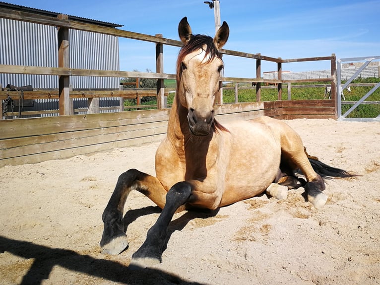 Lusitanien Étalon 11 Ans 168 cm Buckskin in Weilheim