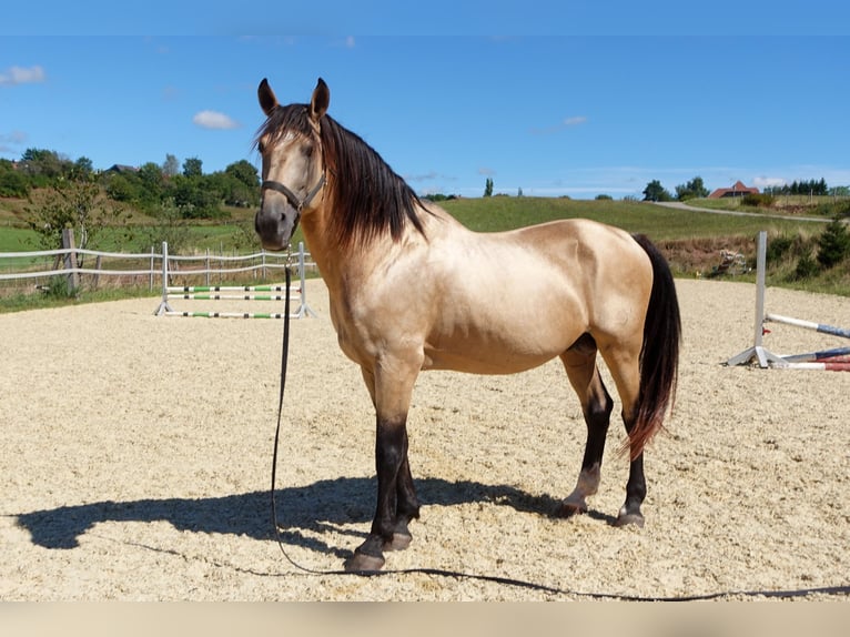 Lusitanien Étalon 11 Ans 168 cm Buckskin in Weilheim