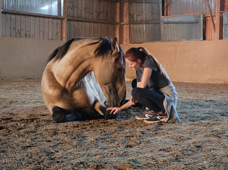 Lusitanien Étalon 11 Ans 168 cm Buckskin in Weilheim