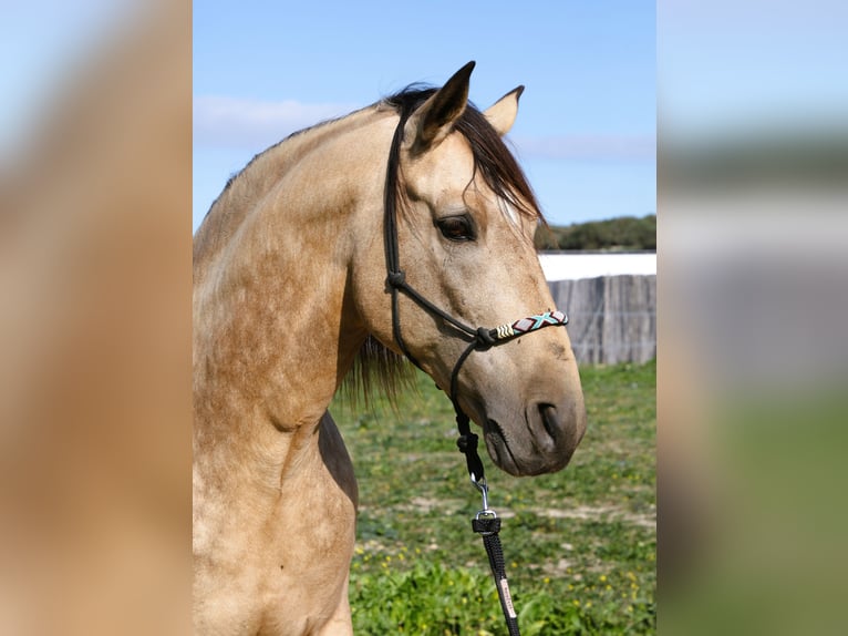 Lusitanien Étalon 11 Ans 168 cm Buckskin in Weilheim