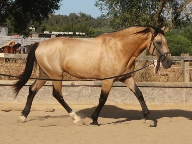 Lusitanien Étalon 11 Ans 168 cm Buckskin in Weilheim