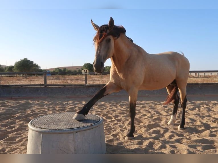 Lusitanien Étalon 11 Ans 168 cm Buckskin in Weilheim