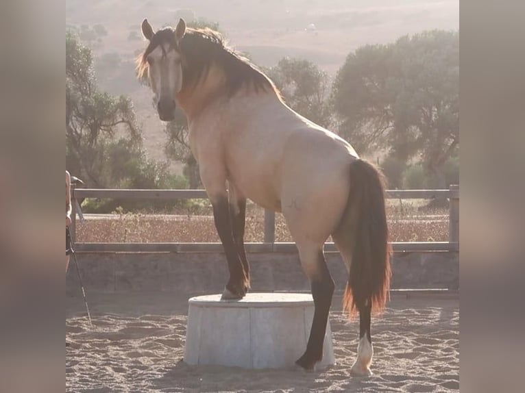 Lusitanien Étalon 11 Ans 168 cm Buckskin in Weilheim