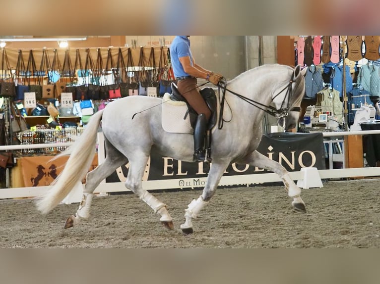 Lusitanien Étalon 11 Ans 168 cm Gris in NAVAS DEL MADRONO