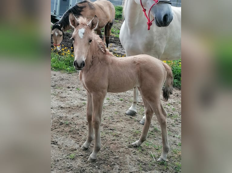 Lusitanien Étalon 11 Ans 169 cm Cremello in Trofa