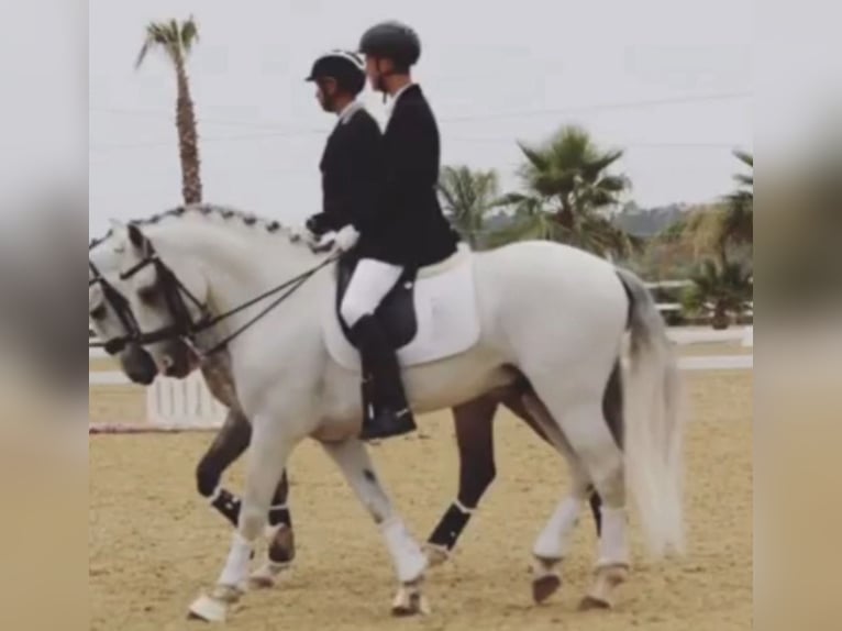 Lusitanien Étalon 12 Ans 158 cm Blanc in Albufeira