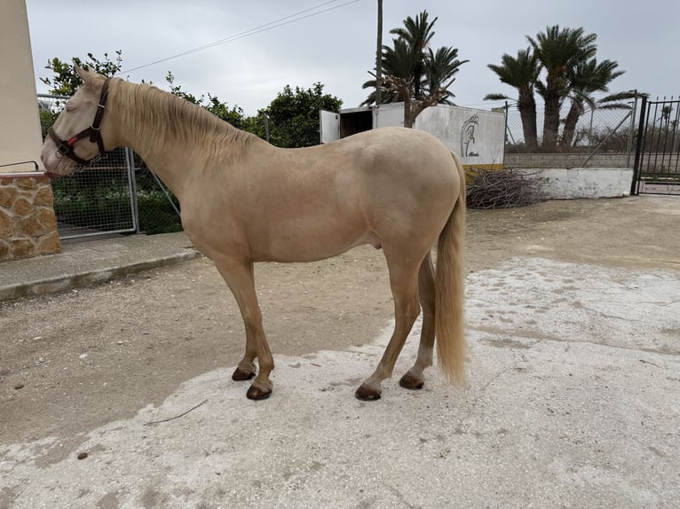 Lusitanien Étalon 12 Ans 160 cm Champagne in Elx/ElcheElche