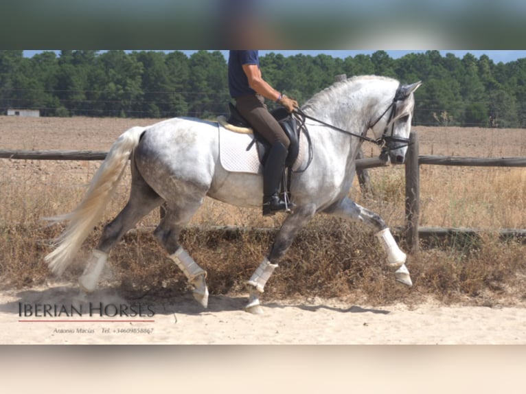 Lusitanien Étalon 12 Ans 161 cm Gris in NAVAS DEL MADRONO