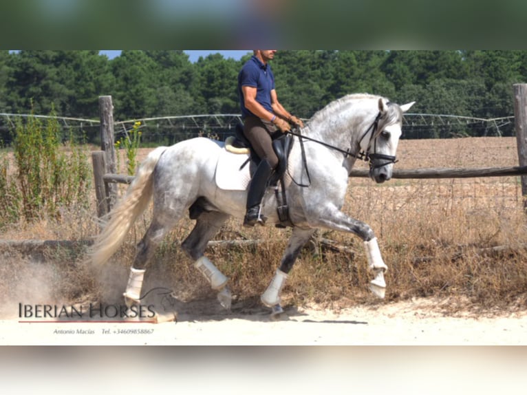 Lusitanien Étalon 12 Ans 161 cm Gris in NAVAS DEL MADRONO