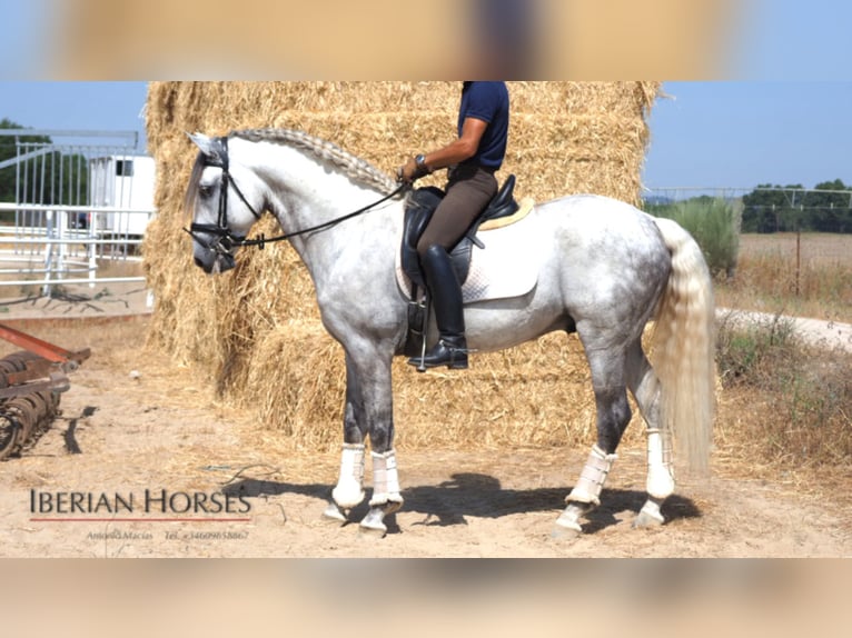 Lusitanien Étalon 12 Ans 161 cm Gris in NAVAS DEL MADRONO