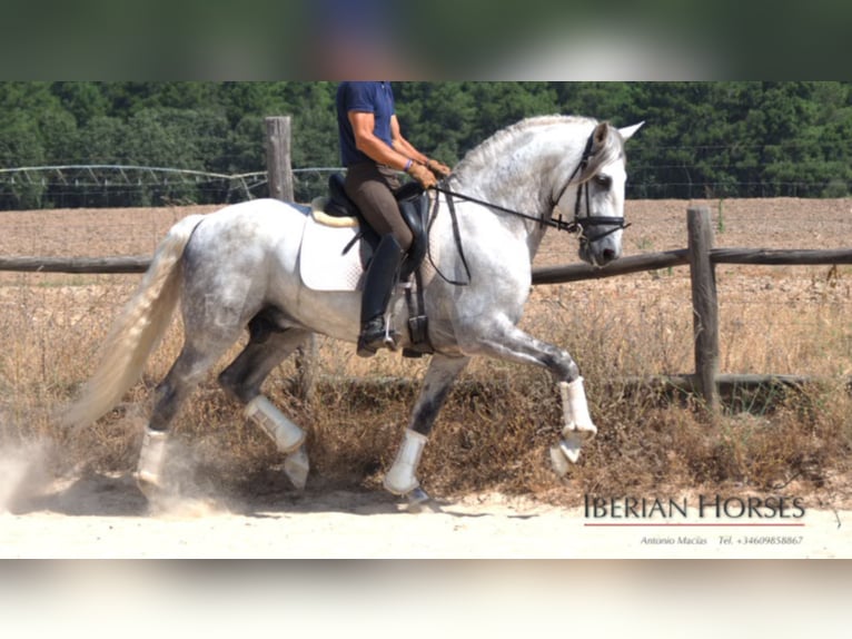 Lusitanien Étalon 12 Ans 161 cm Gris in NAVAS DEL MADRONO