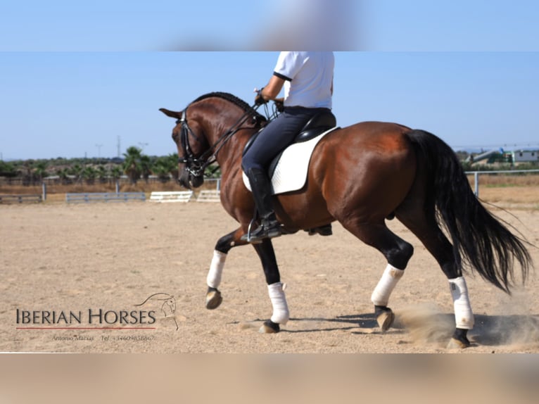 Lusitanien Étalon 12 Ans 161 cm Gris in NAVAS DEL MADRONO