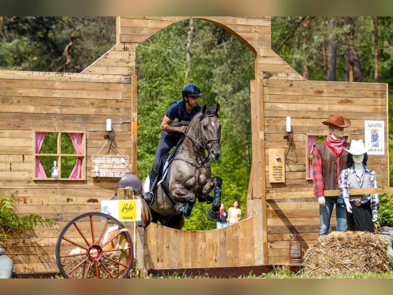 Lusitanien Étalon 12 Ans 164 cm Grullo in Mettmann