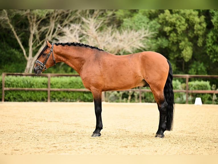 Lusitanien Étalon 12 Ans 165 cm Bai in Montecorto