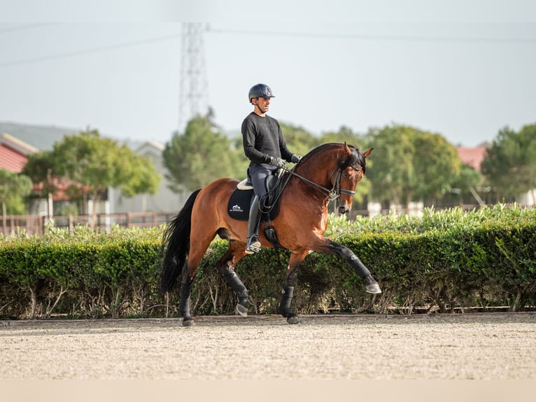 Lusitanien Étalon 12 Ans 165 cm Bai in Montecorto