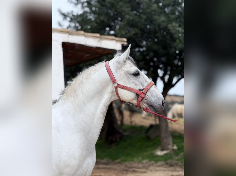 Lusitanien Étalon 12 Ans 165 cm Gris in Cadiz