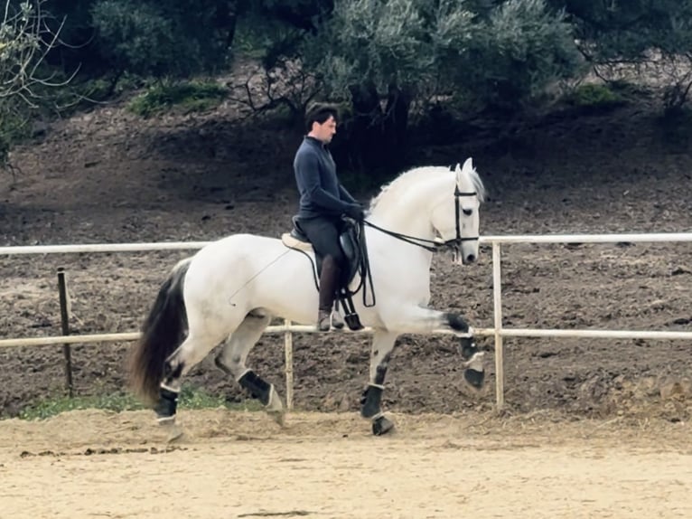 Lusitanien Étalon 12 Ans 165 cm Gris in Cadiz
