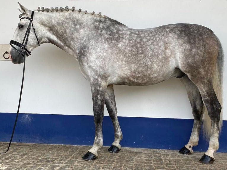 Lusitanien Étalon 12 Ans 177 cm Gris in NAVAS DEL MODRONO