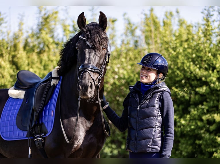 Lusitanien Étalon 13 Ans 158 cm Bai brun in Kruisem