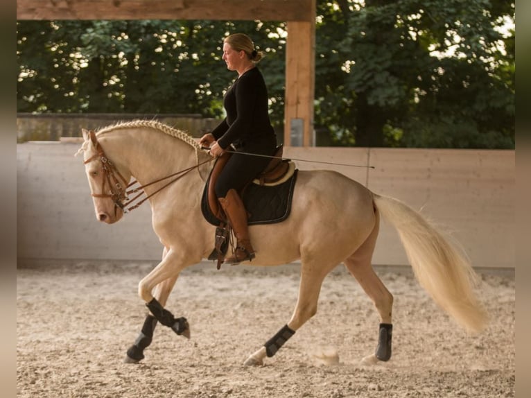 Lusitanien Étalon 13 Ans 158 cm Cremello in W&#xF6;llstein