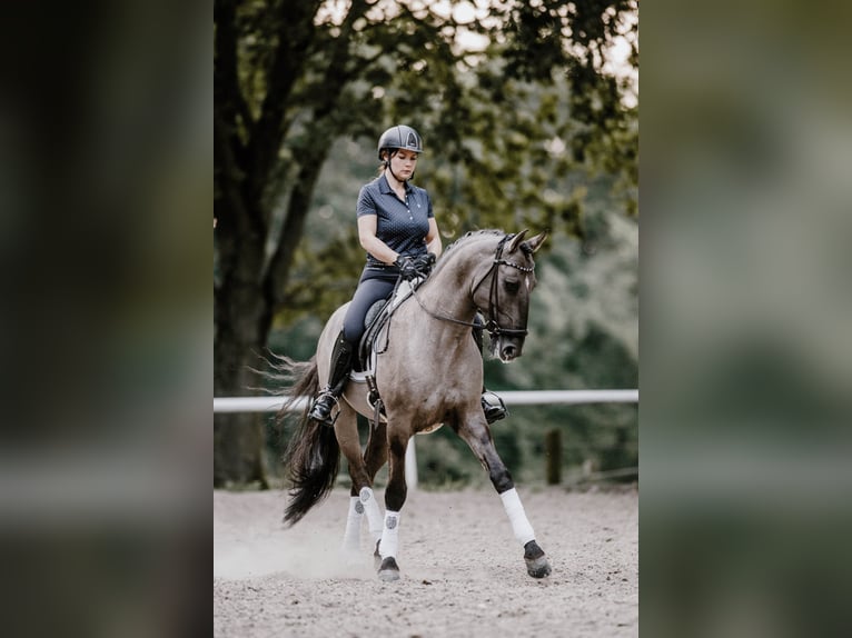 Lusitanien Étalon 13 Ans 164 cm Grullo in Thimister-Clermont