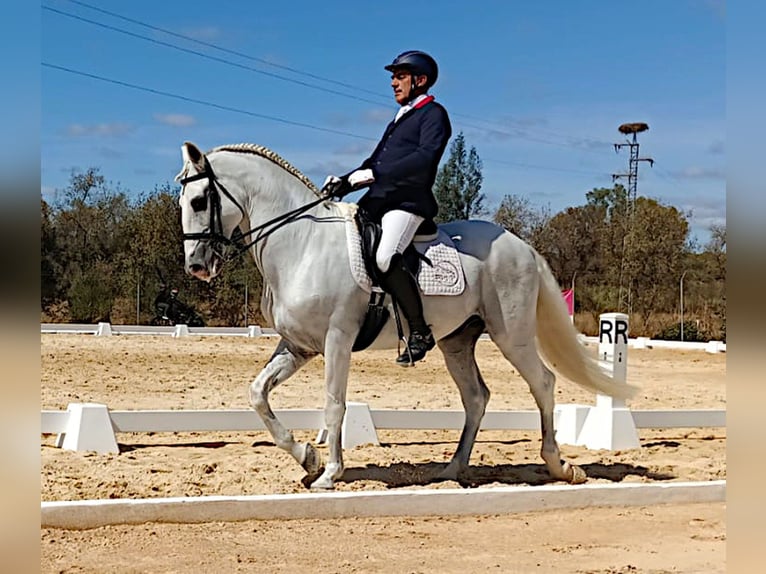 Lusitanien Étalon 13 Ans 165 cm Gris in Huelva
