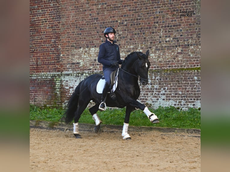 Lusitanien Étalon 13 Ans 167 cm Noir in Montville