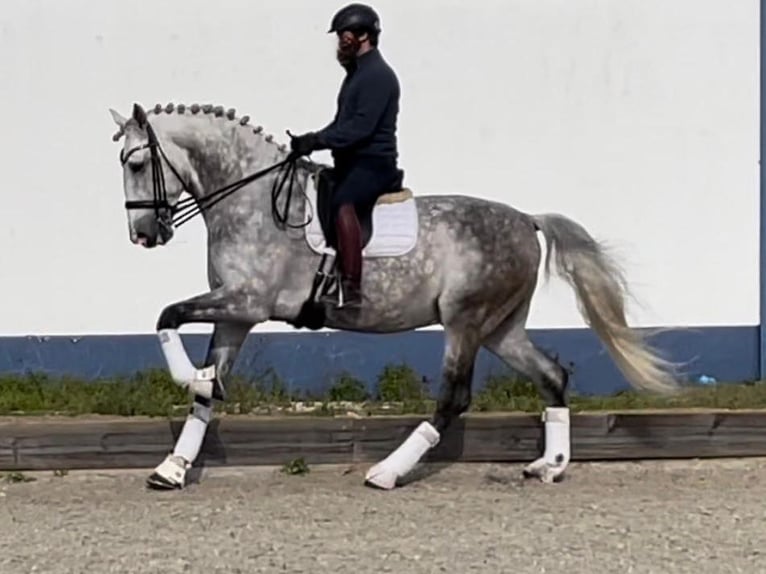 Lusitanien Étalon 13 Ans 177 cm Gris in NAVAS DEL MODRONO