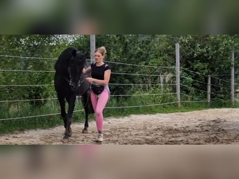 Lusitanien Étalon 14 Ans 156 cm Noir in Oberpullendorf