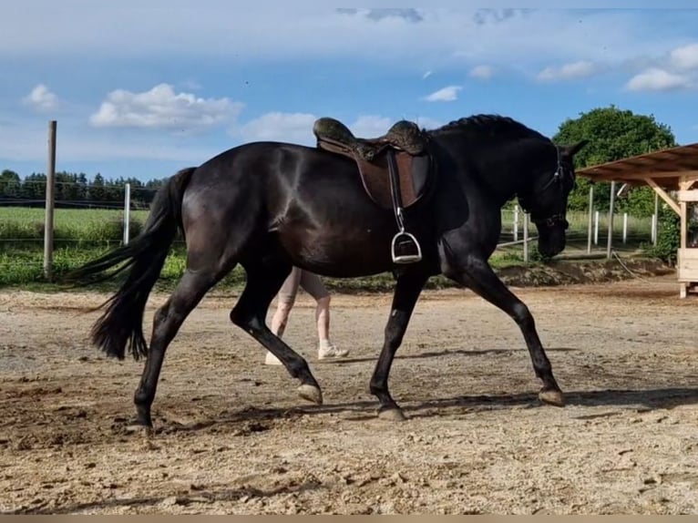 Lusitanien Étalon 14 Ans 156 cm Noir in Oberpullendorf