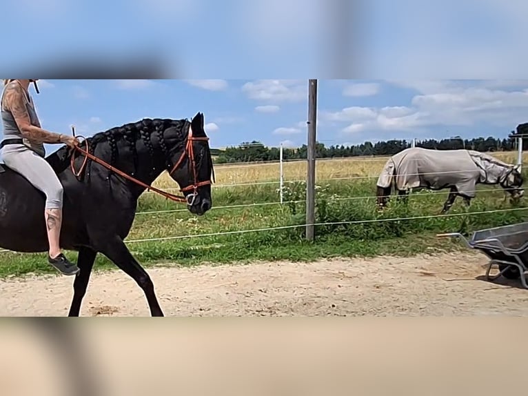 Lusitanien Étalon 14 Ans 156 cm Noir in Oberpullendorf