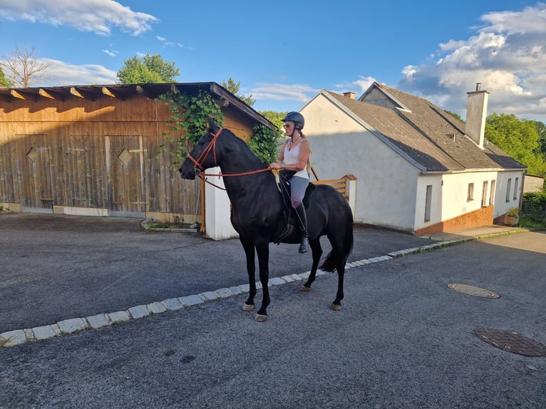 Lusitanien Étalon 14 Ans 156 cm Noir in Oberpullendorf