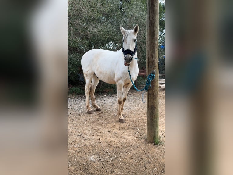 Lusitanien Étalon 14 Ans 160 cm Gris in Fitou